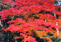 平岡八幡宮　「花の天井」秋の特別拝観