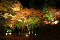 高雄もみじのライトアップ ＆神護寺「金堂」夜間特別公開