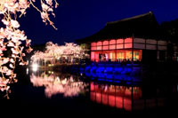 平安神宮　紅しだれコンサート