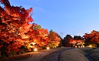 梅小路公園　紅葉まつり