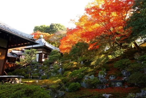 秋の特別公開　霊鑑寺（れいかんじ）