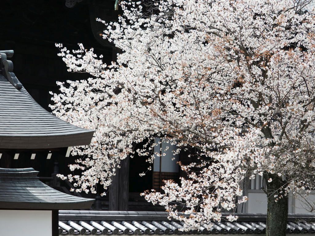 大本山百萬遍知恩寺　三日間　春の特別公開