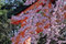 寺社の風景：平野神社