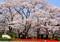 Area.1 左京 sakyo 賀茂川のせせらぎを聞きながら桜のトンネルに包まれる並木道