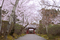 2011年・春　京都・伝説の桜