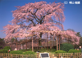 円山公園 まるやまこうえん