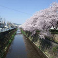 天神川沿いの桜並木