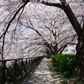 天神川沿いの桜並木