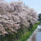 天神川沿いの桜並木