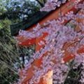 平野神社