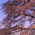 円山公園