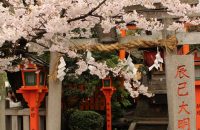 【京都桜情報2017】祇園白川の桜　≪4月8日≫