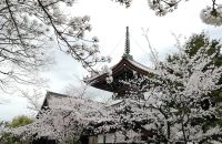 【本法寺】超穴場！美しすぎる桜！どこから見てもフォトジェニック！