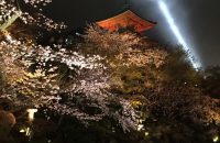 【京都桜情報2017】清水寺の夜桜　≪4月9日≫