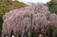 【京都桜情報2017】京都御苑（御所）の桜　≪4月3日≫