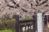 【京都桜情報2017】哲学の道の桜　≪4月8日≫