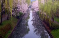 【京都桜情報2017】伏見の桜　≪4月6日≫