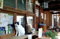 【梅宮大社】猫を可愛く撮りたい！庭園のベストアングルは？