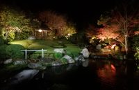 【妙心寺退蔵院】紅葉ライトアップを貸切？贅沢すぎる写真撮り放題ツアー！