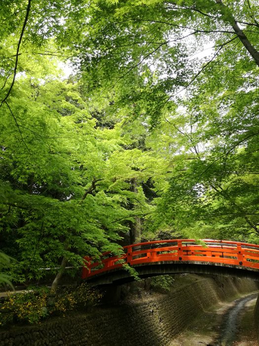 北野天満宮 史跡御土居の青もみじ 新緑の中で深呼吸 最上のリラックス デジスタイル京都