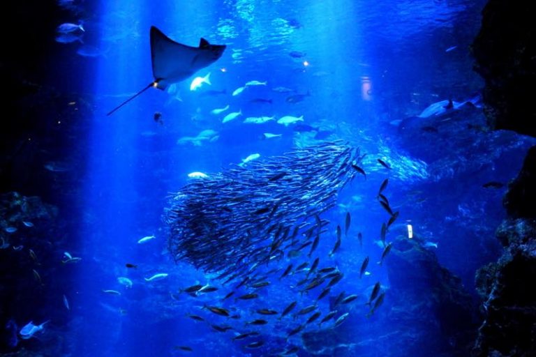 水族館にさまざまなレベルの魚をストックする方法