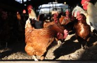 飼育方法から飼料までこだわり抜いた【京都大原山田農園】の平飼い有精卵「野たまご」