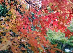 【京都大原 三千院】紅葉の見頃スタート！色づいた紅葉と苔の共演！