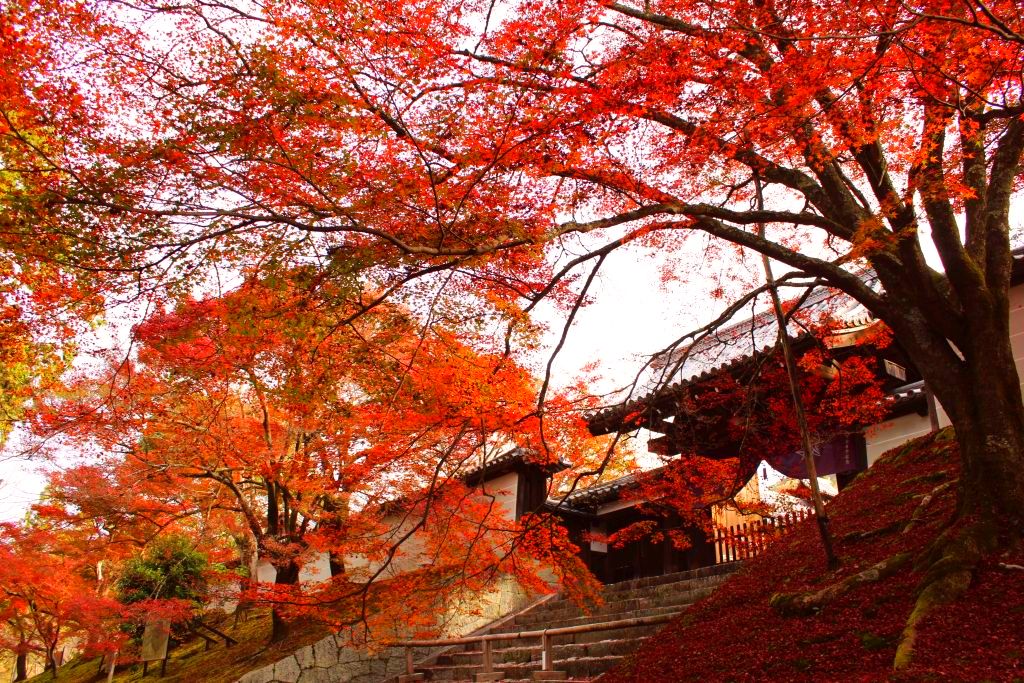 無料で楽しむ京都の紅葉 曼殊院門跡前の曼殊院弁天堂 天満宮 18年11月23日 デジスタイル京都