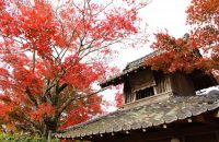 【無料で楽しむ京都の紅葉】禅華院門前のモミジ　2018年11月23日