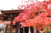 【無料で楽しむ京都の紅葉】紅葉真っ盛りの赤山禅院　2018年11月23日