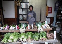京都市の中心部で作られる京の伝統野菜　「京やさい　佐伯」