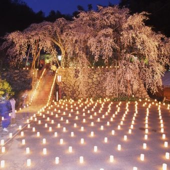 瑠璃寺のしだれ桜　ライトアップ