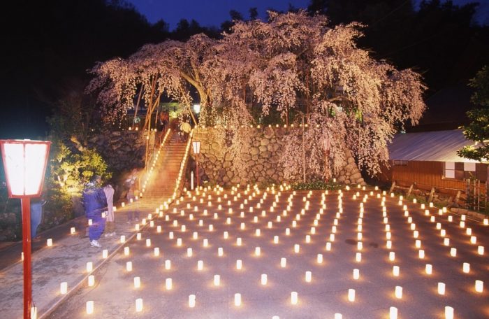 瑠璃寺のしだれ桜　ライトアップ