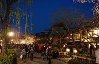 【花街・祇園】桜花の香に誘われて肩摩轂撃をゆく！