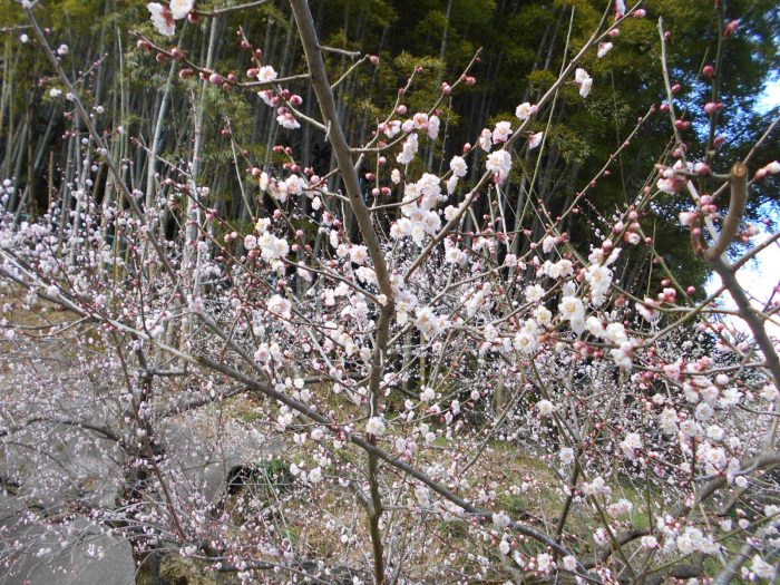 梅体験専門店「蝶矢」奈良県の梅の希少品種「林州」を使った梅酒作り体験