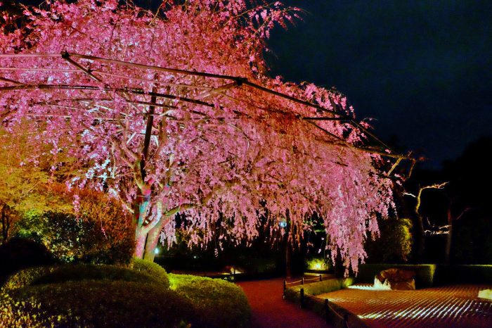 妙心寺退蔵院　お食事付き「観桜会」