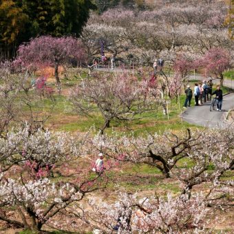 青谷梅林 梅まつり