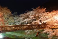 和らぎの道　七谷川沿い 桜ライトアップ