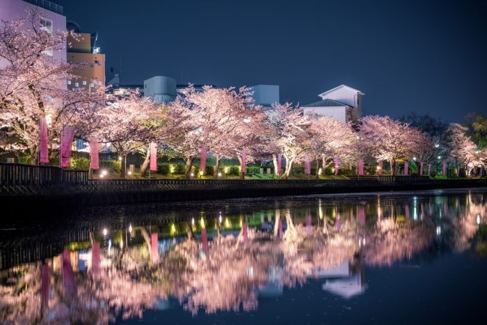 南郷公園の桜　ライトアップ