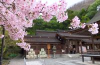 山や田畑とのコントラストが最高！ 京都市内に負けない、亀岡のオススメ桜スポット6選