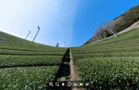 【和束町】宇治茶の郷、和束の「茶源郷」と呼ばれる茶畑を360度VRで体験！