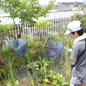 京エコロジーセンター　いきもの探偵団