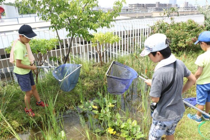 京エコロジーセンター　いきもの探偵団
