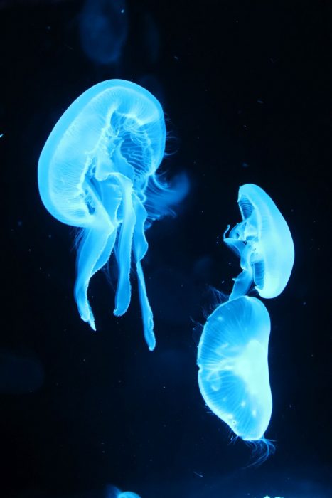 クラゲワンダー がスタートした京都水族館は オフピーク来館でゆっくりお得に楽しもう デジスタイル京都