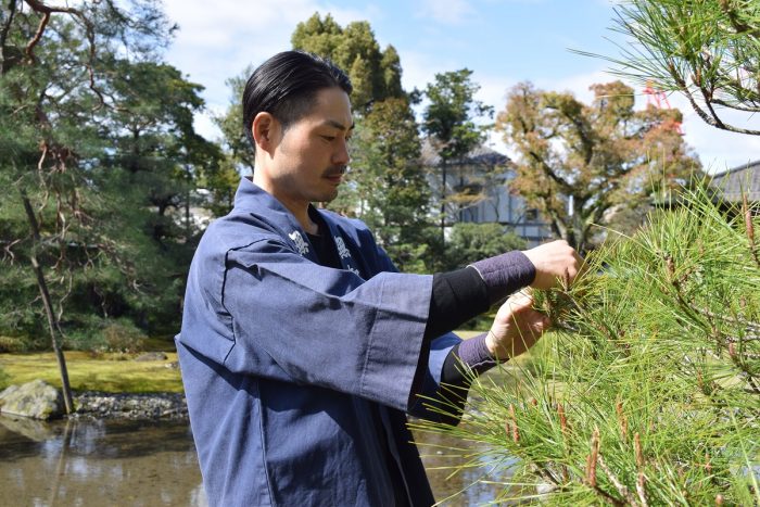 無鄰菴 庭師と学ぶフォスタリング・スタディーズ第4シリーズ （全6回） 第5回：マツの葉むしり