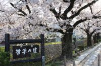 【哲学の道の桜　2021年3月27日】おすすめは早朝！