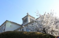 【北白川　疎水沿いの桜　2021年3月27日】人文科学研究所～銀月アパートメント