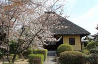 瑞光寺の茅葺の本堂に映える桜を愛でる【深草の桜2021年3月27日】