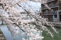 藤森・疏水沿いの桜とジャンボたこ焼き！【深草の桜2021年3月27日】
