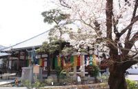 深草の桜の名所・墨染寺で「墨染桜」を愛でる【深草の桜2021年3月27日】